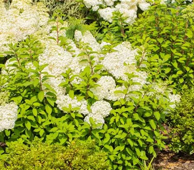 Hydrangea panic. 'Bobo' -R-