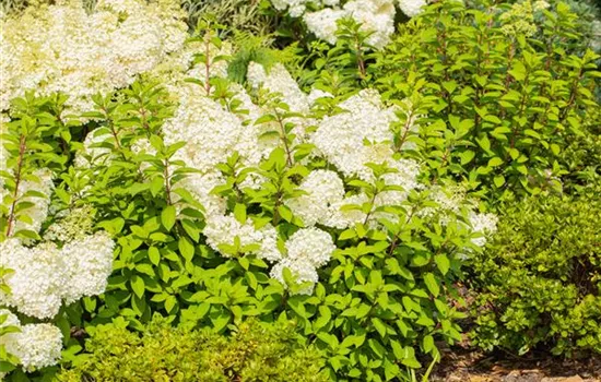 Hydrangea panic. 'Bobo' -R-