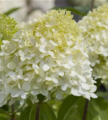 Hydrangea panic. 'Limelight' -S-