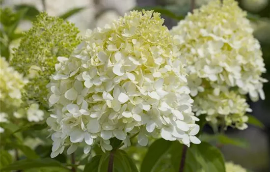 Hydrangea panic. 'Limelight' -S- Hydrangea panic. 'Limelight' -S-