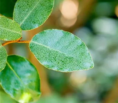 Elaeagnus ebbingei Elaeagnus ebbingei