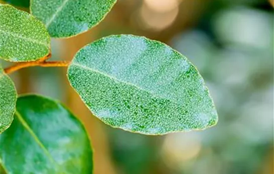 Elaeagnus ebbingei Elaeagnus ebbingei