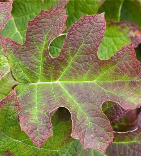 Hydrangea quercifolia