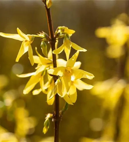 Forsythia intermedia 'Spectabilis'