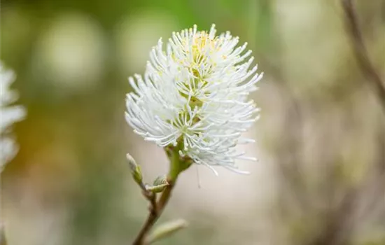 Fothergilla major