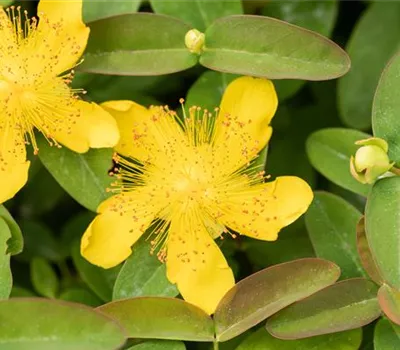 Hypericum calycinum Hypericum calycinum