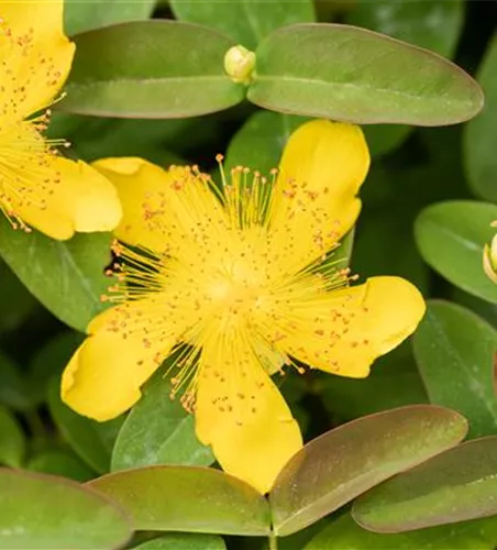 Hypericum calycinum