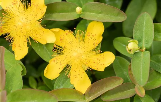 Hypericum calycinum Hypericum calycinum