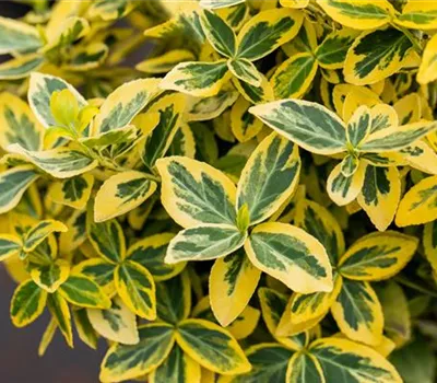 Euonymus fortunei 'Emerald'n Gold' Euonymus fortunei 'Emerald'n Gold'