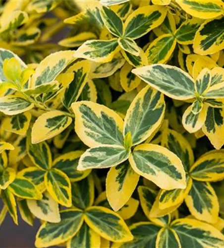 Euonymus fortunei 'Emerald'n Gold'