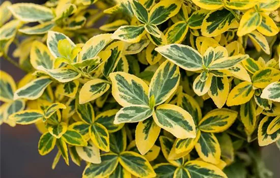 Euonymus fortunei 'Emerald'n Gold'