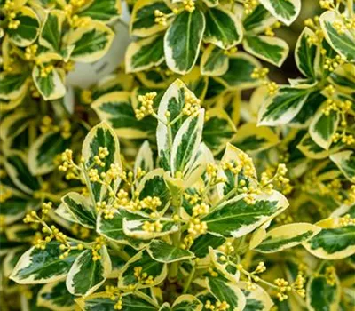 Euonymus japonicus 'Bravo' Euonymus japonicus 'Bravo'