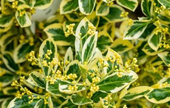 Euonymus japonicus 'Bravo' Euonymus japonicus 'Bravo'