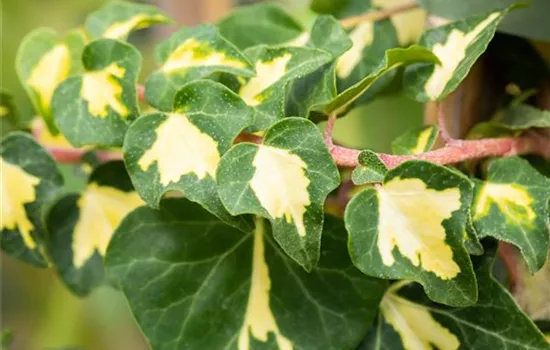 Hedera helix 'Goldheart' Hedera helix 'Goldheart'