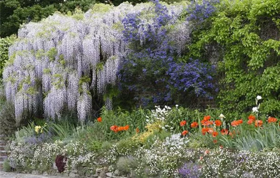 Schattenstauden – Die machen auch im Schatten eine richtig gute Figur Schattenstauden – Die machen auch im Schatten eine richtig gute Figur