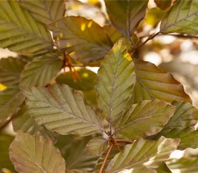 Fagus sylvatica purpurea