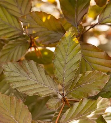 Fagus sylvatica purpurea