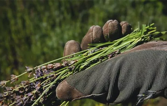 Lavendel - Zurückschneiden Lavendel - Zurückschneiden