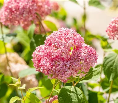 Hydrangea arbor.'Pink Annabelle' -R- Hydrangea arbor.'Pink Annabelle' -R-