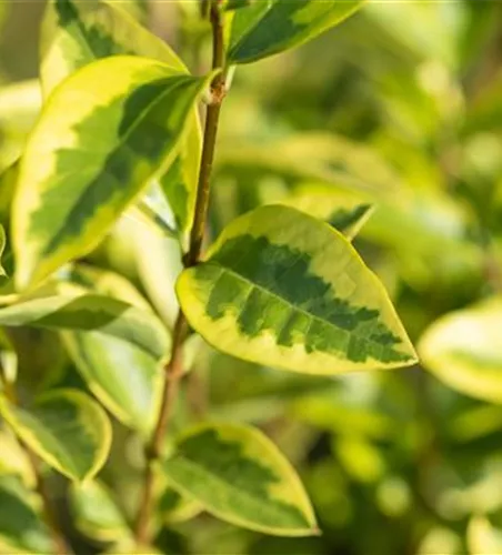Ligustrum ovalifolium 'Aureum'