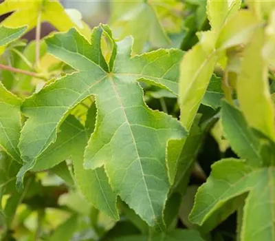 Liquidambar styraciflua 'Autumn Color Globe' Liquidambar styraciflua 'Autumn Color Globe'