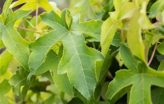 Liquidambar styraciflua 'Autumn Color Globe'