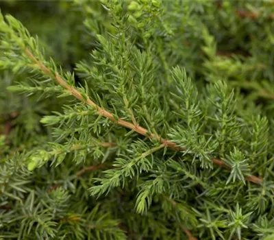 Juniperus com.'Green Carpet' Juniperus com.'Green Carpet'