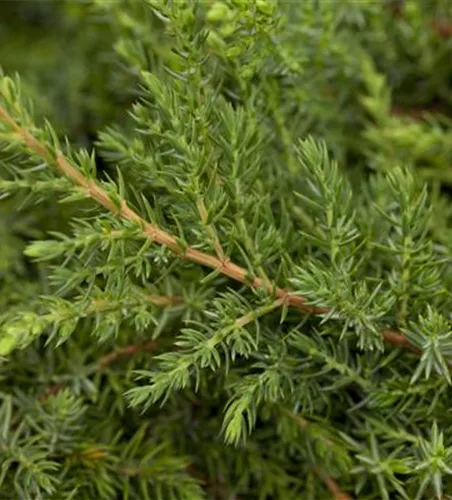 Juniperus com.'Green Carpet'