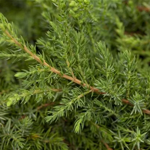 Juniperus com.'Green Carpet'