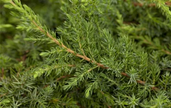 Juniperus com.'Green Carpet' Juniperus com.'Green Carpet'