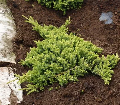 Juniperus procumbens 'Nana' Juniperus procumbens 'Nana'