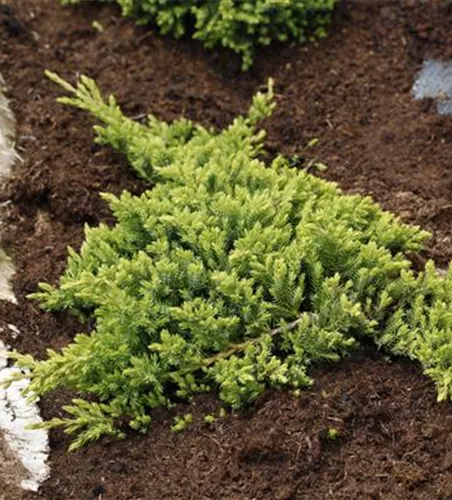 Juniperus procumbens 'Nana'