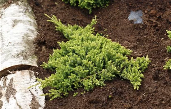 Juniperus procumbens 'Nana'