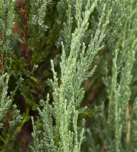 Juniperus scopulorum 'Blue Arrow'