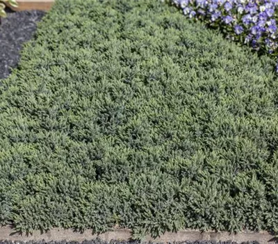 Juniperus squamata 'Blue Star' Juniperus squamata 'Blue Star'