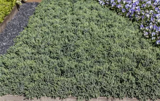 Juniperus squamata 'Blue Star'