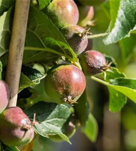 Malus Starline -R- 'Blue Moon' -S- CAC