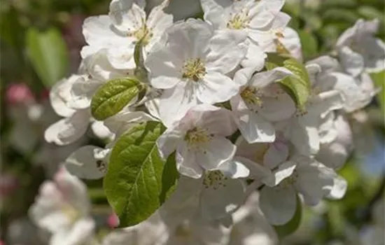 Malus 'Evereste' -R-