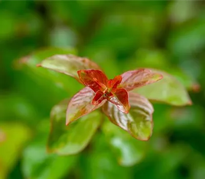 Lagerstroemia x 'Sioux' Lagerstroemia x 'Sioux'