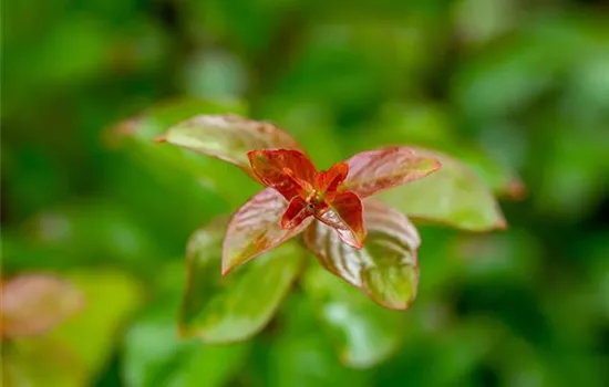 Lagerstroemia x 'Sioux'