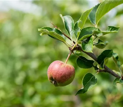 Malus 'Geheimrat Dr. Oldenburg' CAC Malus 'Geheimrat Dr. Oldenburg' CAC