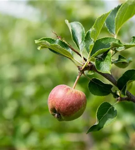 Malus 'Geheimrat Dr. Oldenburg' CAC