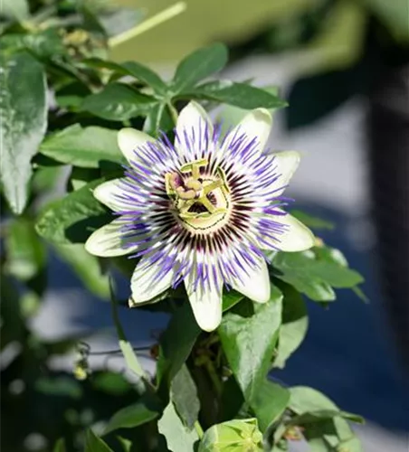 Passiflora caerulea