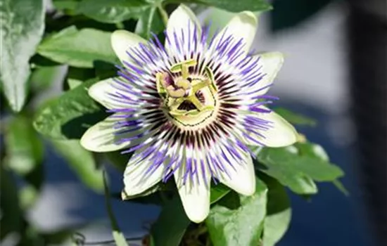 Passiflora caerulea
