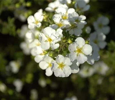 Potentilla fruticosa 'Abbotswood'