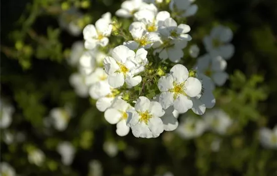 Potentilla fruticosa 'Abbotswood' Potentilla fruticosa 'Abbotswood'