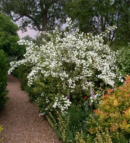 Philadelphus 'Virginal'