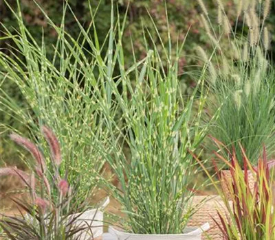 Miscanthus sinensis 'Strictus' Miscanthus sinensis 'Strictus'