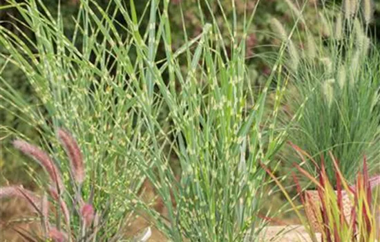 Miscanthus sinensis 'Strictus' Miscanthus sinensis 'Strictus'
