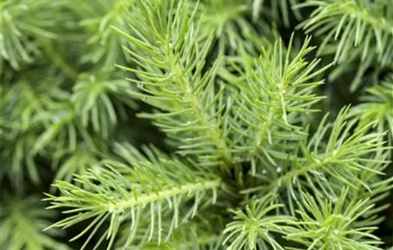 Picea glauca 'Conica'